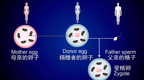 借卵子做试管婴儿行吗【借卵子做试管婴儿行吗？解读试管婴儿借卵子的利与弊】