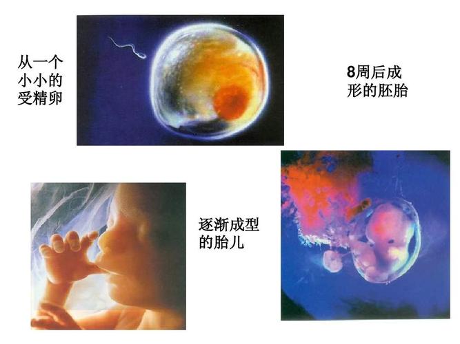 供卵代生【供卵代生：新生命的奇迹”】