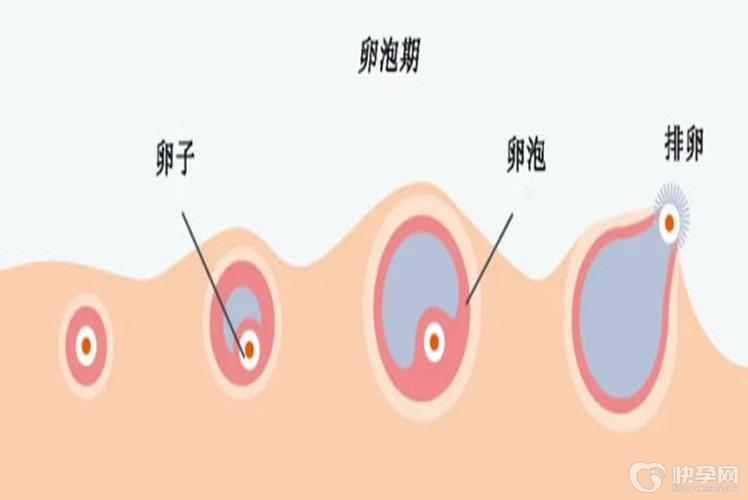 供卵的卵子来源是哪里来的(卵子供应链:供卵的卵子来源是哪里来的?)