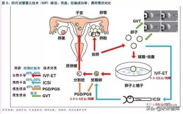 供卵代怀是什么意思-供卵代怀:意义解析