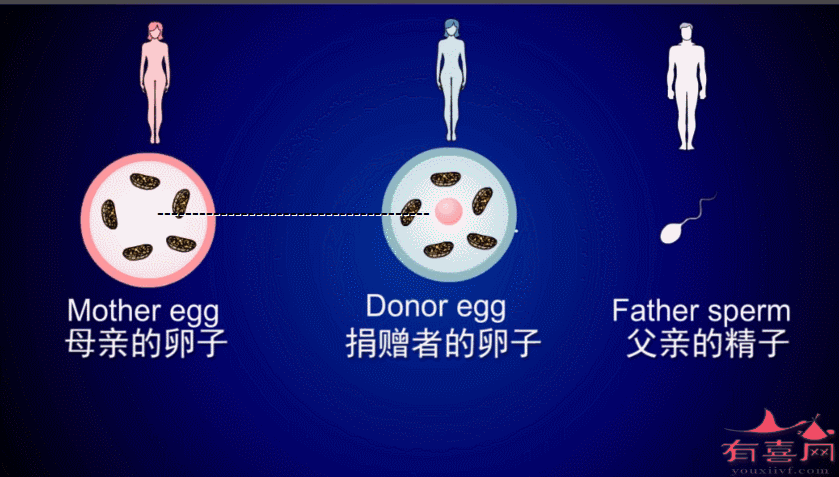 供卵过程_探索供卵过程:从选取到捐赠的全面解读”